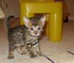 AJSavannahs F3B Max 070508c
