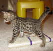 AJSavannahs F3B Max 070508d