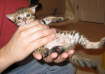 AJSavannahs F3B Max Auuugghhhh!!! 070508