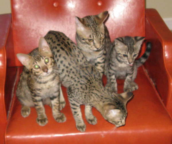 AJSavannahs F3B Max Ellie Dale Meica 082308 a