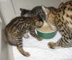 AJSavannahs F3B Max and Meica  with F2B Cori 070508