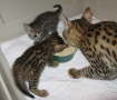 AJSavannahs F3B Max, Meica, and F2B Cori 070508b