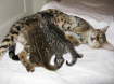 AJSavannahs F3B Max Meica 070508a