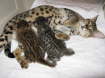 AJSavannahs F3B Max and Meica 070508b