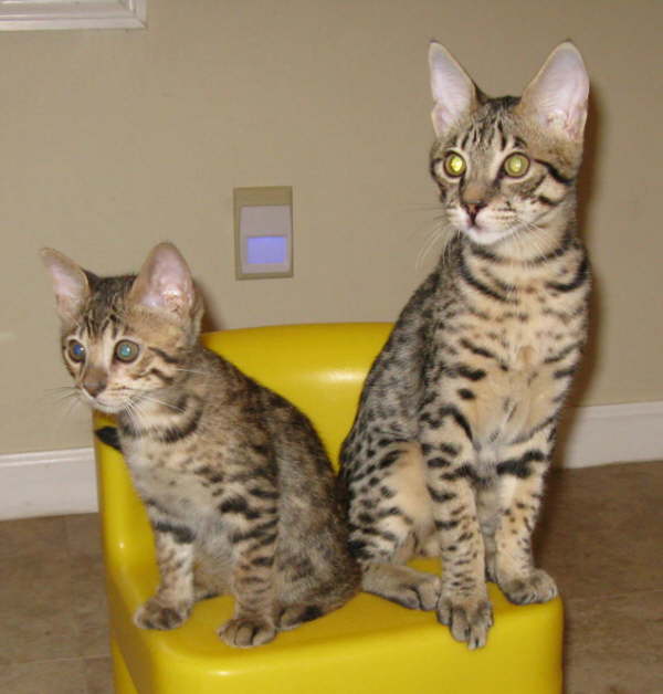 AJSavannahs F3B Max and F3B Dale 081208 a