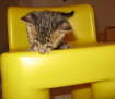 AJSavannahs F3B Max ocelli 070508