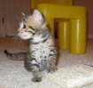 AJSavannahs F3B Max profile 070508
