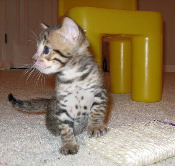 AJSavannahs F3B Max profile 070508