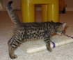 AJSavannahs F3B Max spots 070508a