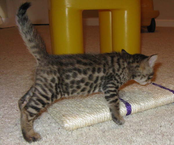 AJSavannahs F3B Max spots 070508a
