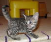 AJSavannahs F3B Meica 070508a2
