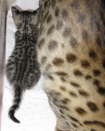 AJSavannahs F3B Meica and F2B Cori 070508