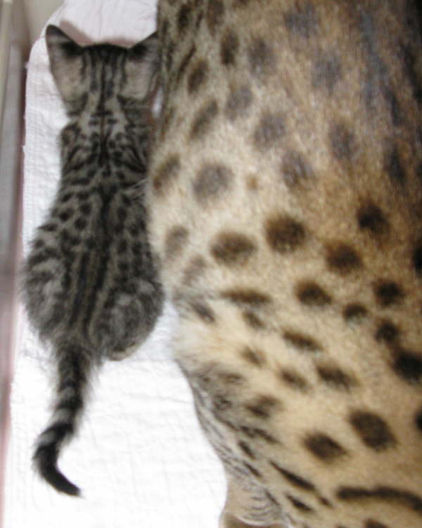 AJSavannahs F3B Meica and F2B Cori 070508