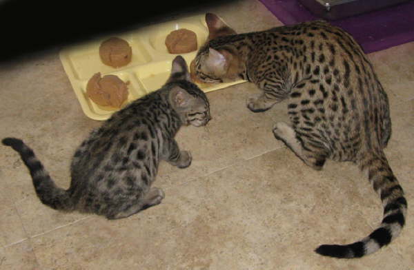 AJSavannahs F3B Meica and Dale 082308 b