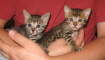 AJSavannahs F3B Meica and Max 070508