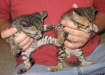AJSavannahs F3B Meica and Max 070508a