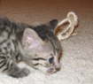 AJSavannahs F3B Meica looks like her mother at the same age 070508