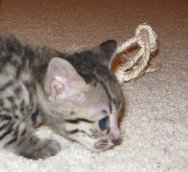AJSavannahs F3B Meica looks like her mother at the same age 070508