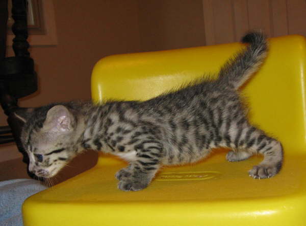 AJSavannahs F3B Meica off balance 070508