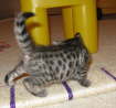 AJSavannahs F3B Meica spots 070508a