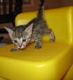 AJSavannahs F3B Meica up high for the first time 070508
