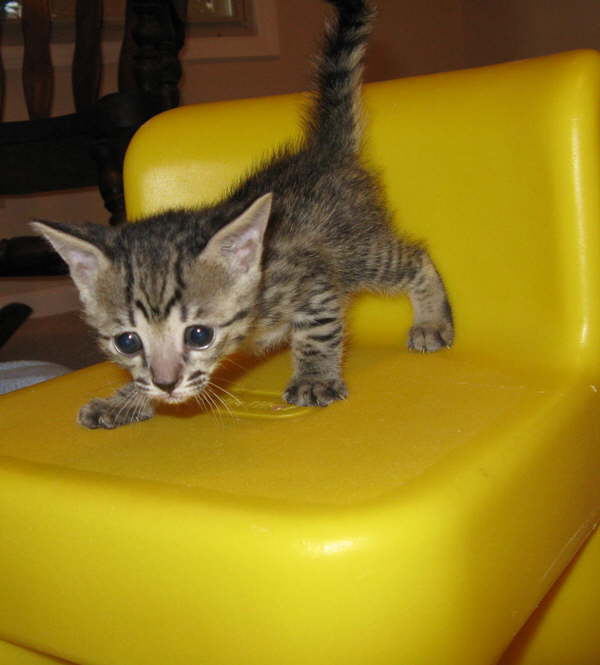 AJSavannahs F3B Meica up high for the first time 070508