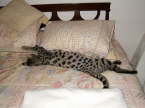 AJSavannahs Oliver 5 months old and 16 pounds