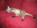 Ayo is seven weeks pregnant here and taking a well-deserved nap.