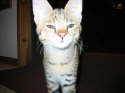 Ayo, F1, three months old. She has a Serval sire and F5 Savannah dam.