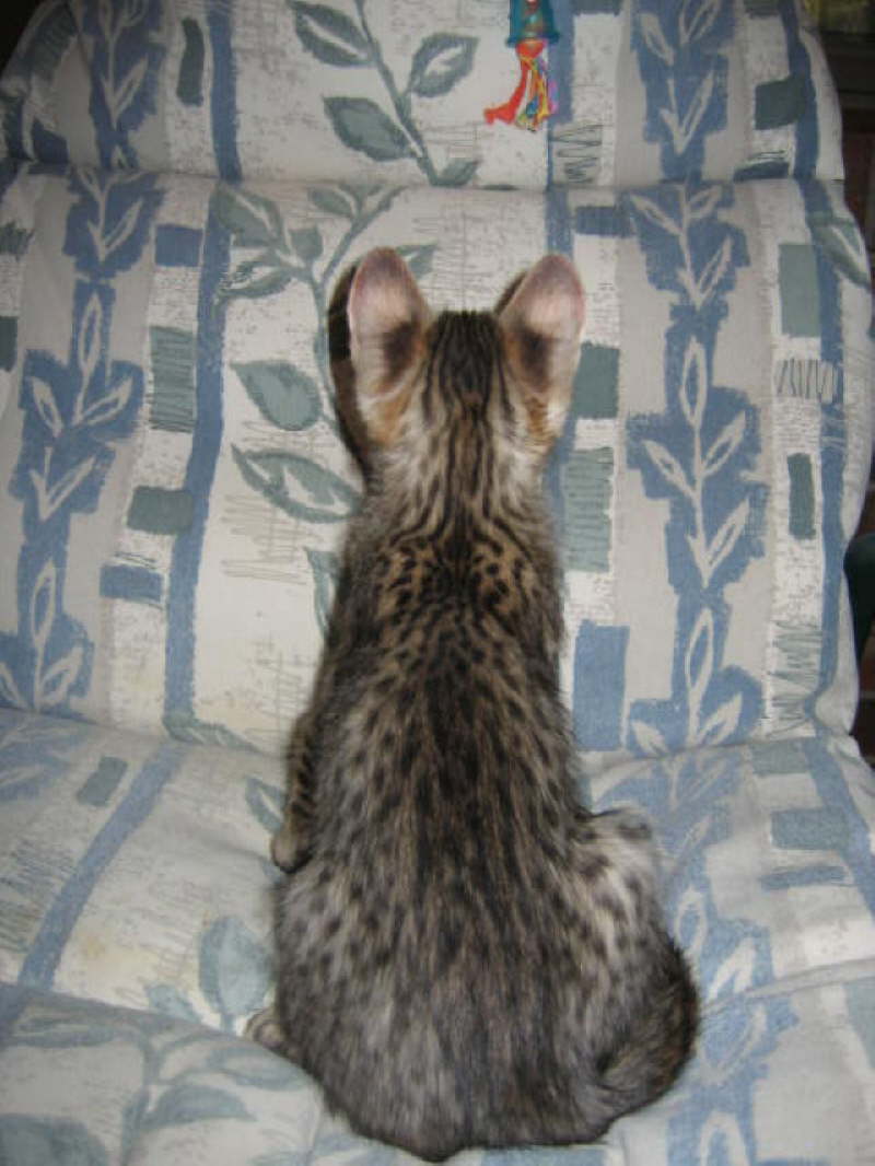 Dark Nose 100806 back view sit