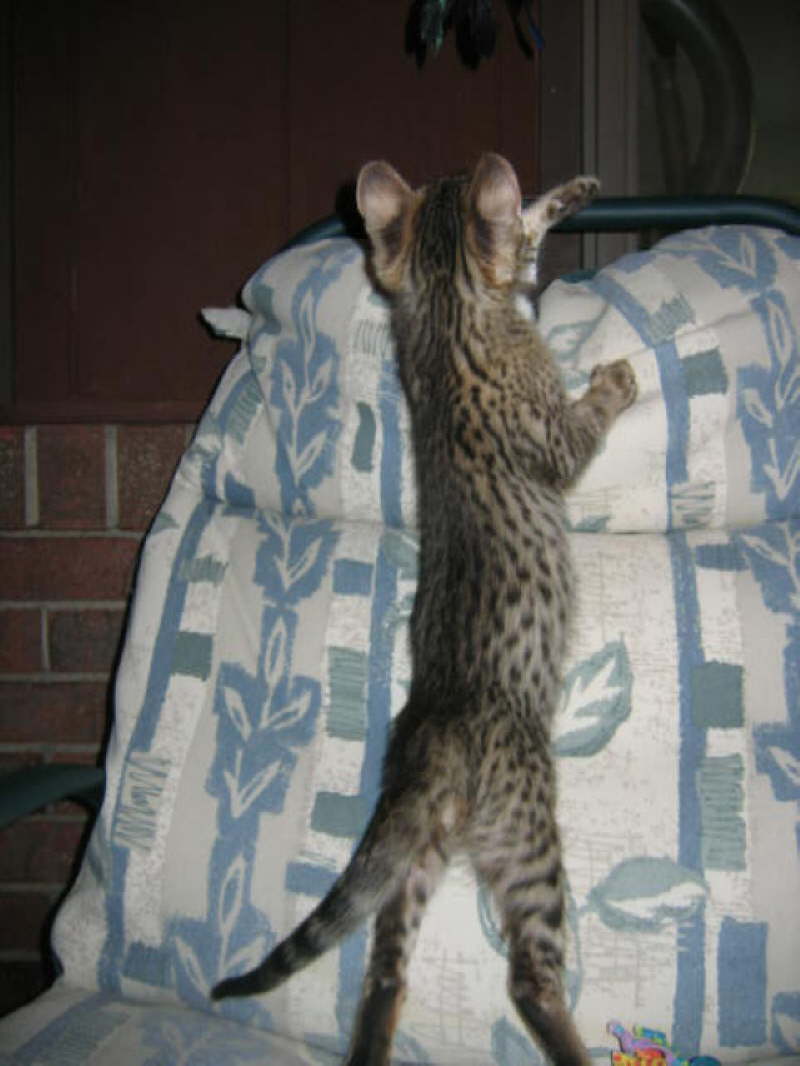 Dark Nose 100806 reaching