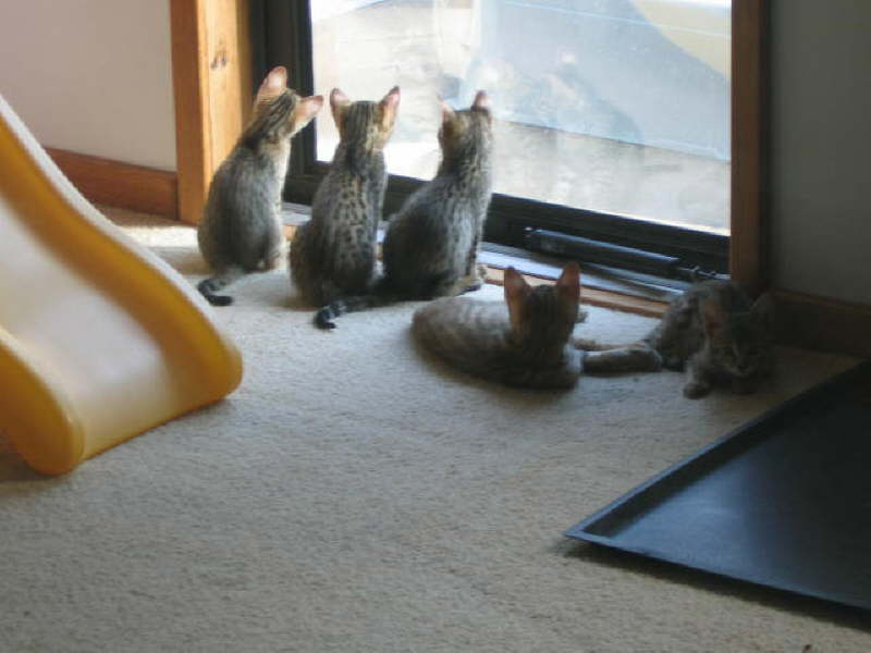 Five at window 100506