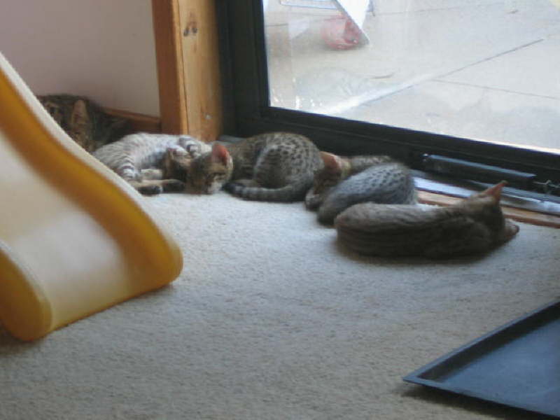 Five at window sleeping 100506