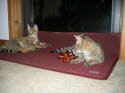 Gabatta on left, Ayo in foreground