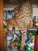 Gabatta exploring under the cabinets.