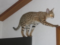 Gabatta TRIES to walk on door frames.
