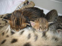 AJSavannahs F2B kittens from F1 Kboo and F6 Wari