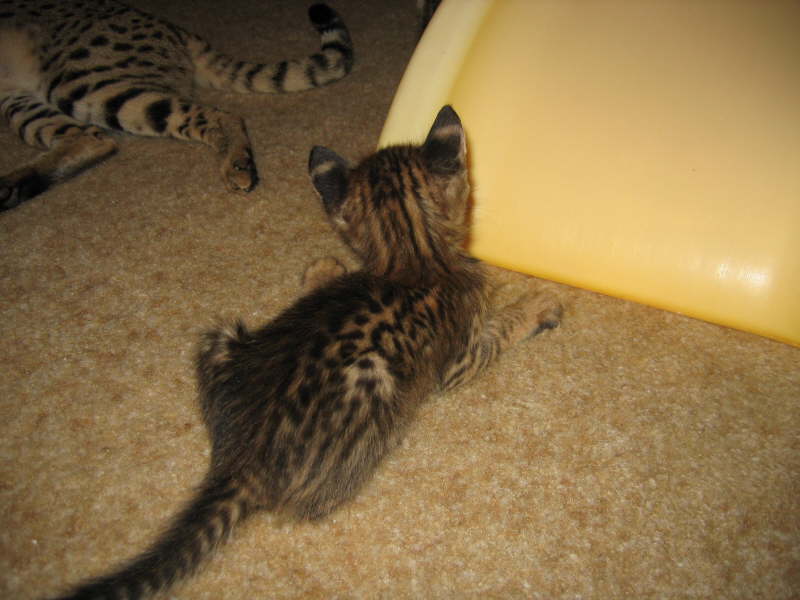 AJSavannahs F2B kittens from F1 Kboo and F6 Wari
