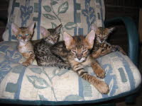 AJSavannahs F2B kittens from F1 Kboo and F6 Wari