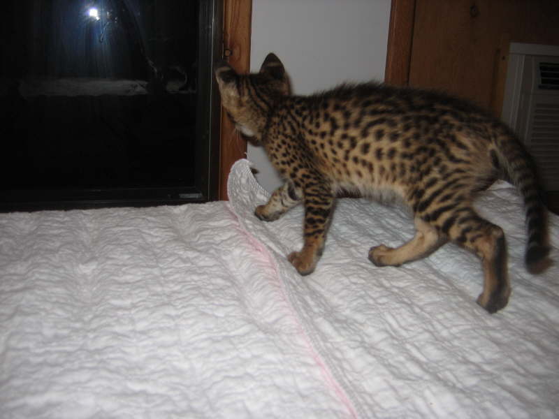 AJSavannahs F2B kittens from F1 Kboo and F6 Wari