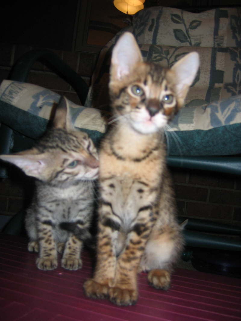 AJSavannahs F2B kittens from F1 Kboo and F6 Wari