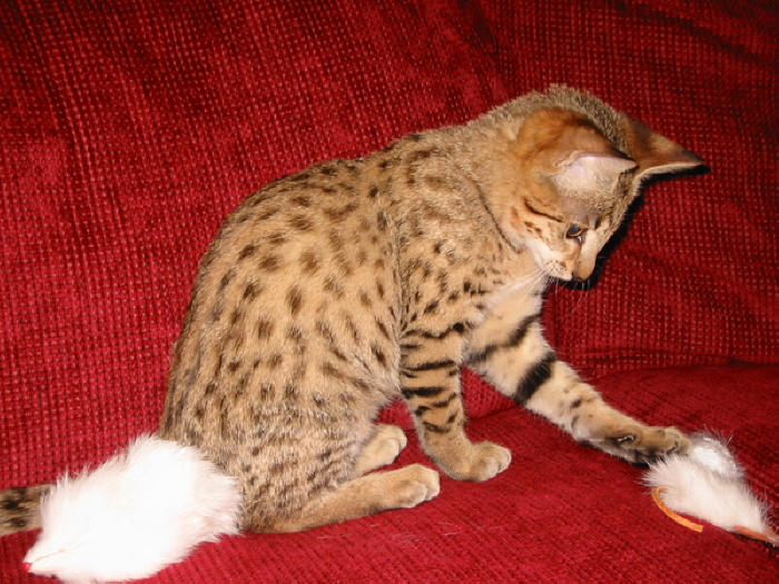 Mankala first Christmas