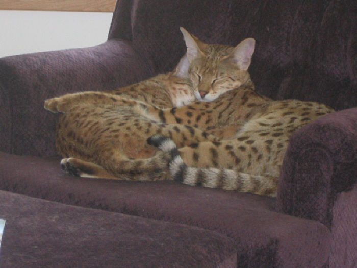 Mankala and Gabatta