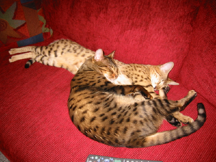 Mankala, F2 and Mahjongg (pet Bengal)