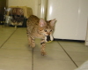 Mankala, 12 weeks old. Savannahs love to play fetch.
