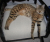 Mankala sprawled on the rocker