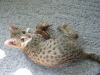 Mankala with her cat toy, age four months.