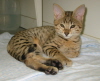 Mankala, age three months.
