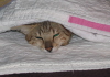 Mankala, burrowed under the quilt, as usual