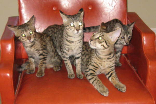 Max Ellie Dale Meica 082308 a1